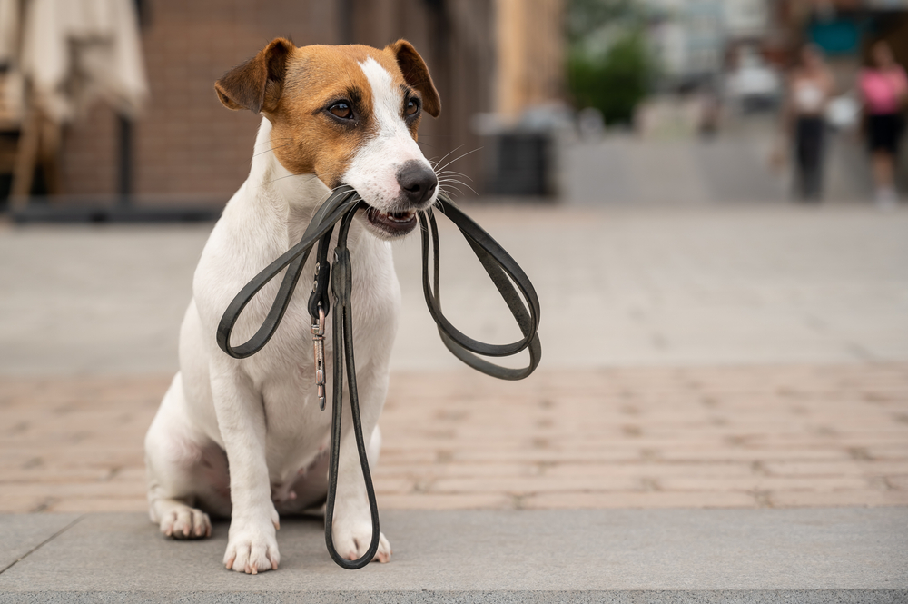 urban dog waiting for walk